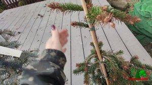 Ель Инверса и Ель Хупси. Возможно ли спасти?