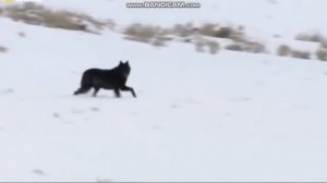 КЛИП ДО СЛЕЗ. ПРОШУ ПОСМОТРИТЕ. Вячеслав Сидоренко ВОЛК.