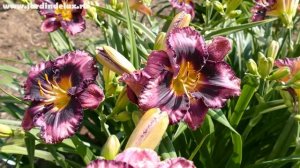 Цветение сортового лилейника MIDNIGHT AMULET в саду www.jardindelux.ru