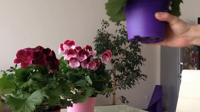 ПЕЛАРГОНИЯ КОРОЛЕВСКАЯ - СОВЕТЫ ПО УХОДУ