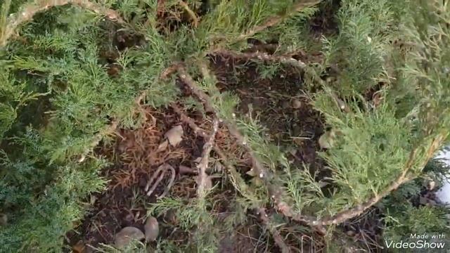 Топиарная стрижка куста можевельника в виде ниваки. #ниваки #нивакиизможевельника #топиарнаястрижка смотреть онлайн