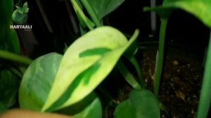 Money Plant (Emerald Pothos Updates)