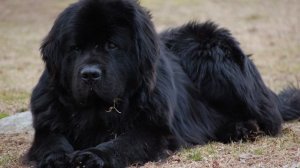 Ньюфаундленд