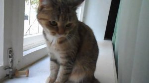 "Нельзя мешать ей, подожди немножко!" Кошка Ромашка .