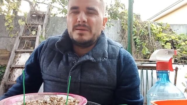 Как пересаживать бонсай? Опять эта акадама!