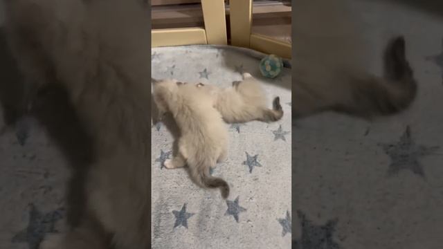 Священная Бирма. Питомник кошек породы «Священная Бирма» - Onyx Smith *RU смотреть онлайн