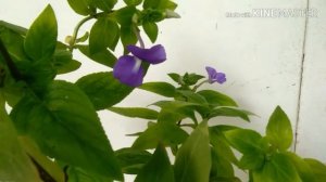 How to care and grow Brazilian Snapdragon/ Amazon Blue plant?