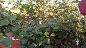 Яблоня Орлинка.Обзор сорта.