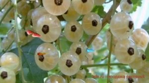 Смородина белая Белка (ribes niveum) ? смородина Белка обзор: как сажать саженцы смородины Белка