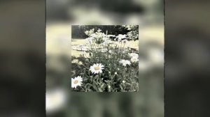 zhenis – возле дома | speed up |