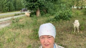 Так сколько же сена надо козе на зиму?//