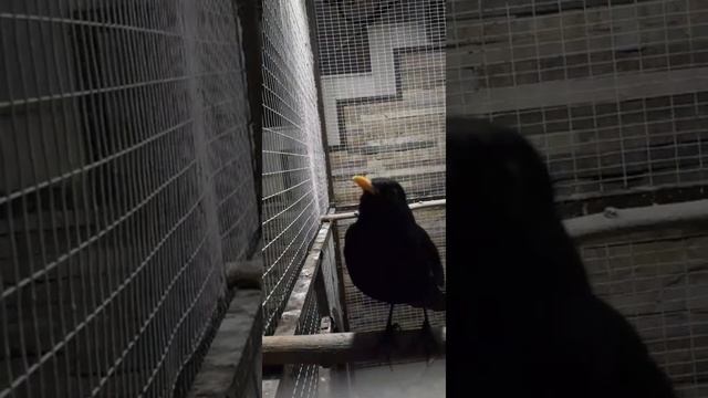 Black bird song. Tashkent Uzbekistan. Черный дрозд пение. Qorashaqshaq. смотреть онлайн