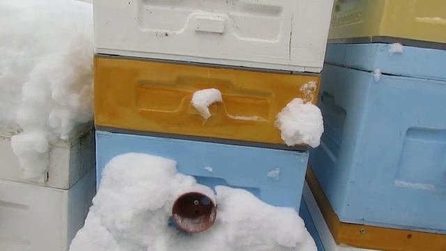 потепление в декабре и активные пчелы в семье пчел, как можно перевести пчел в спокойное состояние