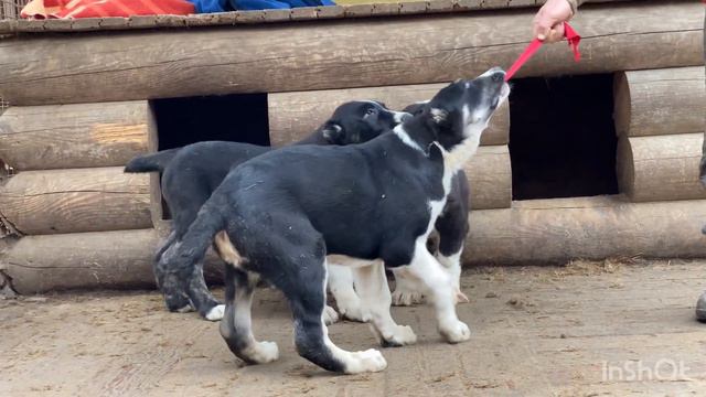 +79157787787.ШАМАН (Фаер*Бус),3 мес.Чёрного Барона/Сатар Берег внук.БУЛЬДОЗЕР,ТОПАЗ линии.САО/алаба смотреть онлайн