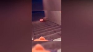 Подборка котофейлов ?