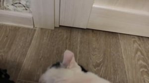 Как просто вычесать кота