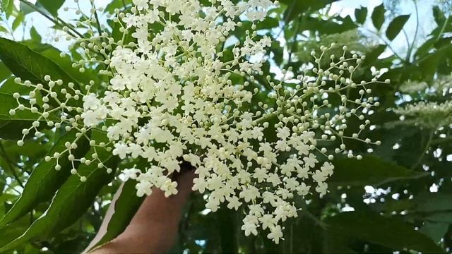 В огороде бузина....польза для вас и вашего сада. Бузина чёрная.