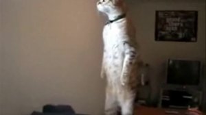 Эти глаза напротив. Нуришанс.