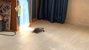 Черепаха гуляет по квартире. Уход и содержание красноухих черепах. Здоровье