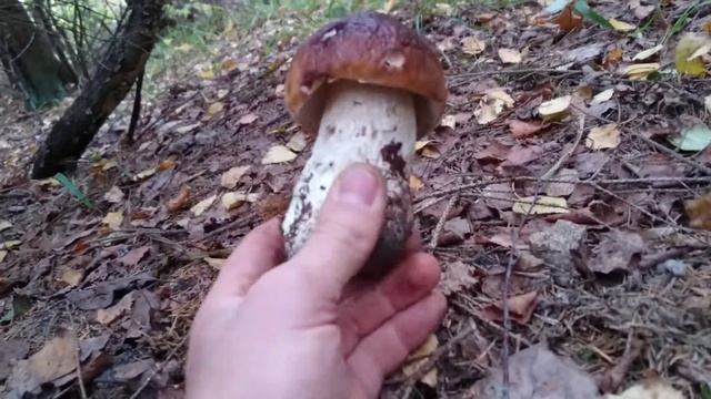 The king of mushrooms? Boletus Porcini смотреть онлайн