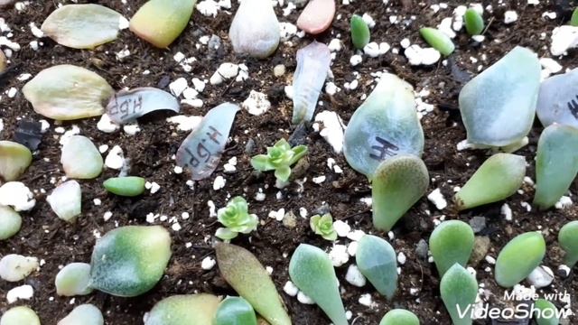 Сделала прививки кактусов - результат печальный. Черенкую черенки. смотреть онлайн