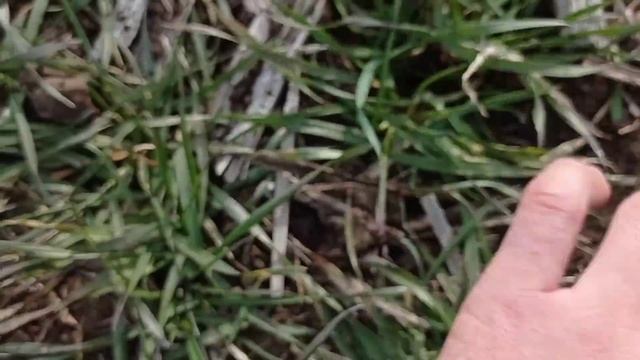 14 февраля внесение аммиачной селитры сеялками СЗ-3.6. смотреть онлайн