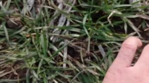 14 февраля внесение аммиачной селитры сеялками СЗ-3.6.