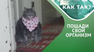 Котлетка с пюрешкой, борщец и чаепитие! Как бороться с перееданием? // "КАК ТАК?" Выпуск 11