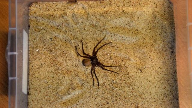 Sicarius thomisoides (six eyes sand spider) смотреть онлайн