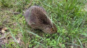 ПРОГУЛКА ПО АВСТРАЛИЙСКОМУ ПАРКУ/КОАЛА/КЕНГУРУ/ВОМБАТ