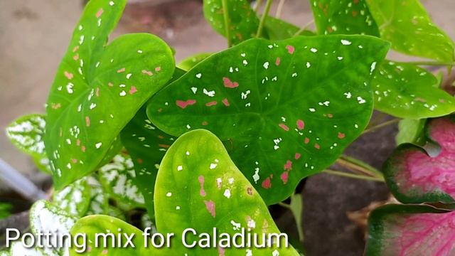 Caladium Varieties and care, Monsoon Best growing season for Caladium in India смотреть онлайн