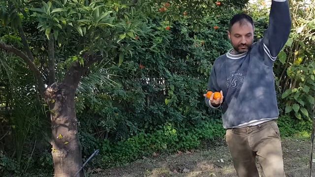 Liquore di Clementine - Liquori Calabro - Cariati (CS) смотреть онлайн