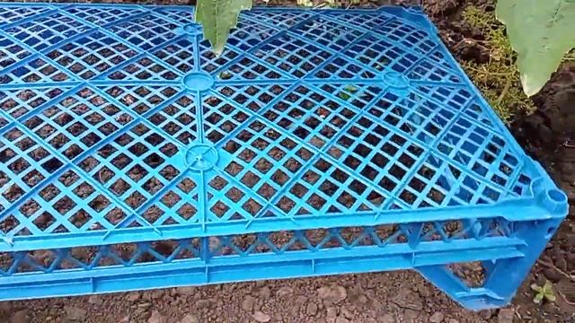 Лучший способ сохранить гроздь винограда, лежащую на почве смотреть онлайн