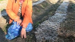 Как получить свою рассаду земляники. Маточные грядки.