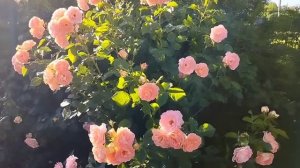 Роза "Renaissance", шраб (плетистая)