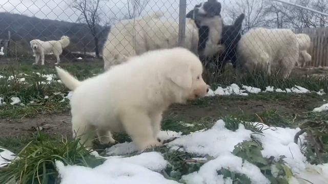 Щенок мареммо-абруцкой овчарки 1,5 месяца. Кинологический питомник «С Горы Мезмай» смотреть онлайн
