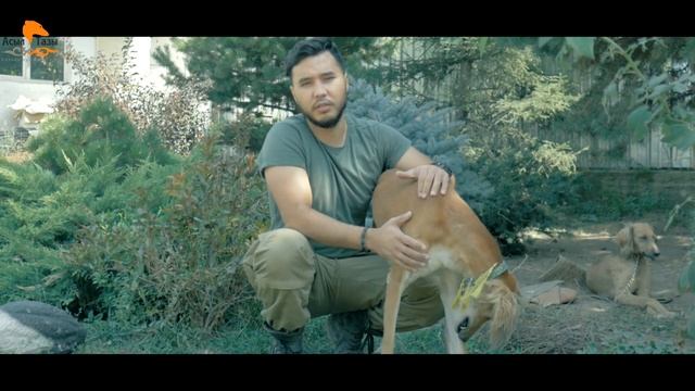 Тазы каналы, Кумай тазы, Казахская борзая смотреть онлайн