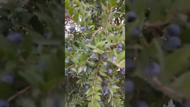 שיח הדס מצוי Myrtus communis