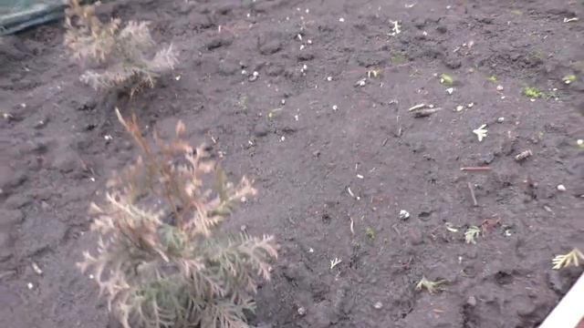 Как себя чувствуют сеянцы хвойных после снегопада и морозов. смотреть онлайн