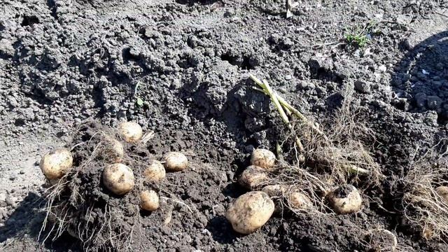 УРОЖАЙ КАРТОФЕЛЯ, РАНЕЕ ВЫРАЩЕННОГО ИЗ РОСТКОВ. смотреть онлайн