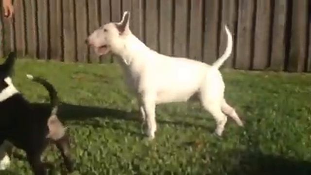 Bullistic Solitaire смотреть онлайн