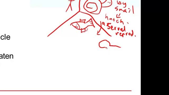 BIO 100 5 6 3 Plathelminthes MP4 смотреть онлайн