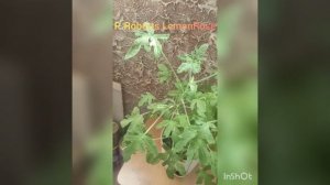 Душистая пеларгония RobertsLemonRose с ароматом пряной розы.