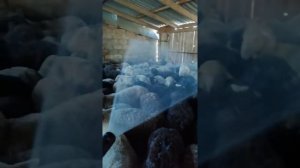 Купка овец самый лучший способ