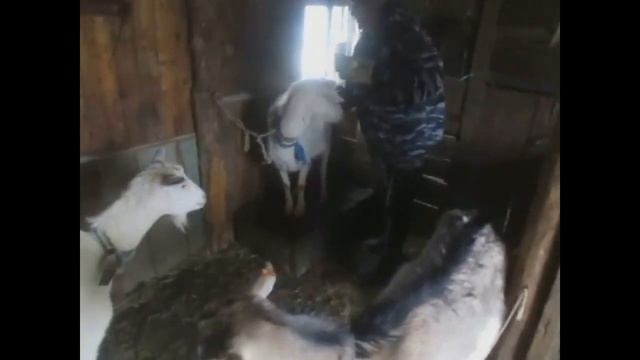 вши у коз,обработка кормовой серой