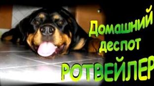 Агрессивная собака у Вас дома на примере ротвейлера. Проблема смотреть онлайн