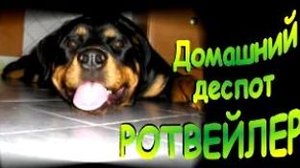 Агрессивная собака у Вас дома на примере ротвейлера. Проблема