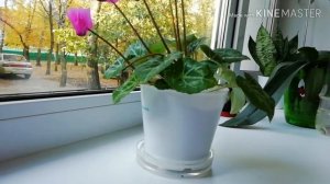 Как ухаживать за цикламеном ? Как заставить цикламеном цвести?