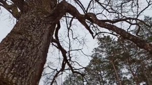 Как определить возраст дуба по диаметру его ствола