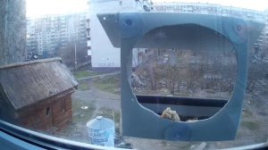 Кормушка для птиц (на присосках).